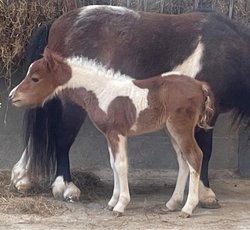 EBF Country Bellissima a few days old