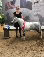 Hopkins An Image 2 Buzz About 2020 AMHA Reserve Grand champion Senior Mares with Kyana van der Horst