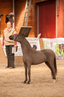 AA Creek Black Diamond during her first show in 2015 with me