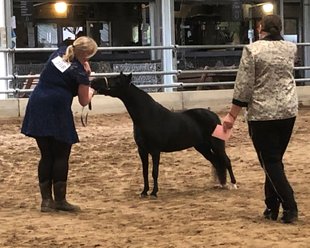 AA Creek Black Diamond in halter in 2020 6 years old and Reserve Champion