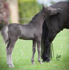 AA Creek Black Diamond as foal
