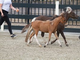 2023 Lotte as a filly at the NMPRS examination